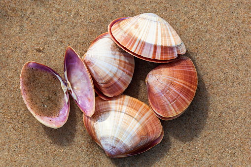 Mussels lying on a sandy beach