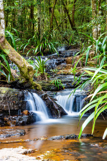 водопад тропического леса с пышными зелеными папоротниками и деревьями вдоль реки. пресноводный естественный поток воды и красивая окружа - rainforest forest river australia стоковые фото и изображения