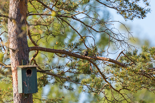 Starling on a branch of a pine tree with a neasting box