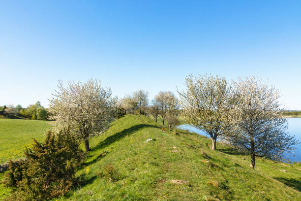 istock Path on a ridge in the spring with flowering fruit trees 2137268314