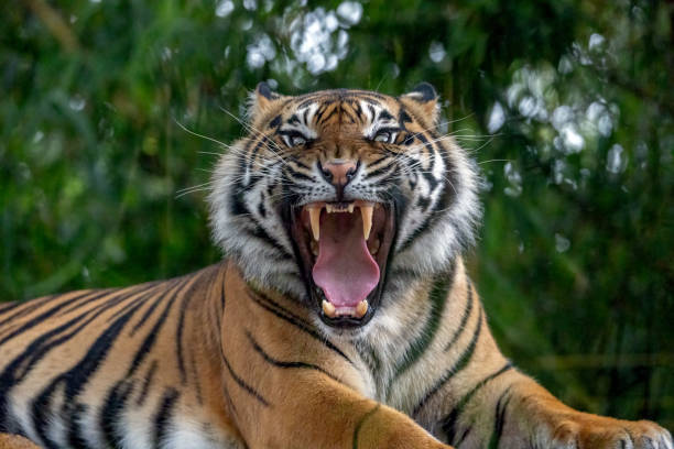 Wide Open Tiger Mouth Close-up portrait of a Sumatran Tiger (Panthera tigris sumatrae) looking at camera, its mouth wide open, displaying its teeth with an aggressive stance. predator teeth stock pictures, royalty-free photos & images