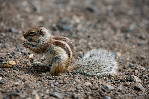 Squirrel by rock