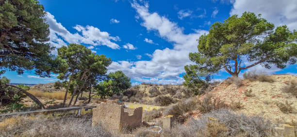 istock Isolated pine trees in an abandoned facility 2137277739