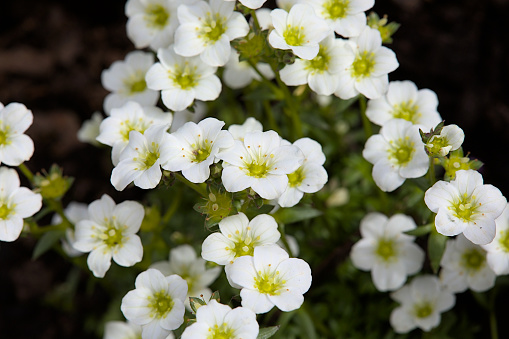 Many white sandworts blossoms in spring in the garden. Nice flowering pattern.