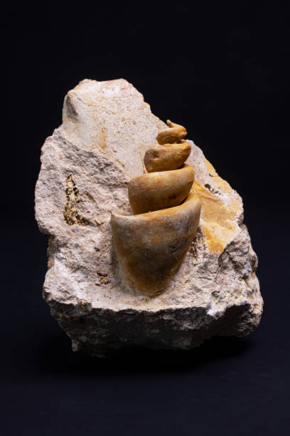 istock Turritella fossil on black background 2137285534