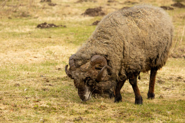 istock A close up of a male sheep 2137293359
