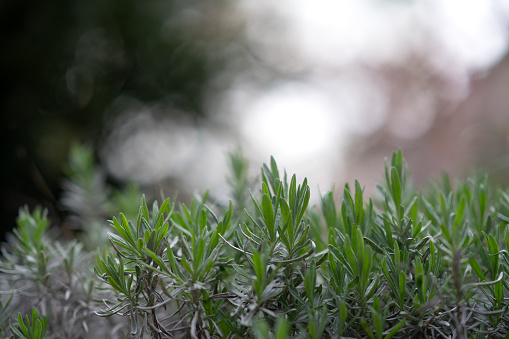 New lavender sprouts on a gray background with bokeh