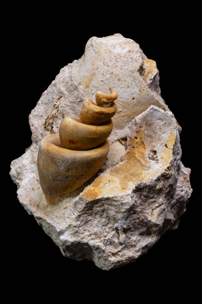 istock Turritella fossil on black background 2137311161