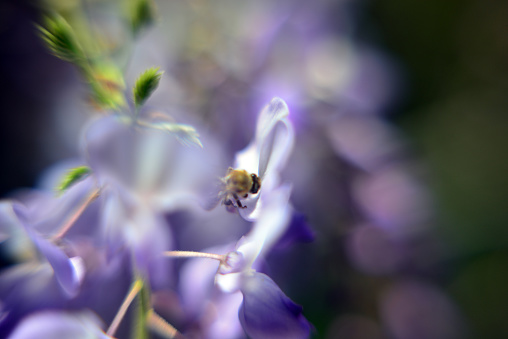 Wisteria plant and bee