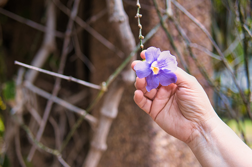 A woman's hand touches purple blooming climbing plants.