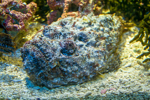 The reef stonefish (synanceia verrucosa) is camouflaged at the bottom of a tropical aquarium in its natural habitat among rocks, corals and algae