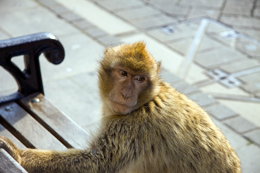 Gibraltar - The barbary macaque (or barbary ape) (macaca sylvanus) sitting on a bench on a pedestrian street in the gibraltar downtown