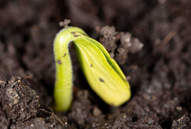 Cucumber shoots in the soil in the garden. Spring .