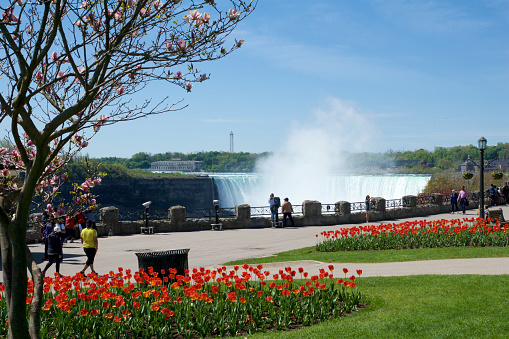 Niagara Falls, Ontario, Canada - 21 May 2018: View of the Horseshoe Falls from the Candian side of the falls with spring flowers in the foreground.