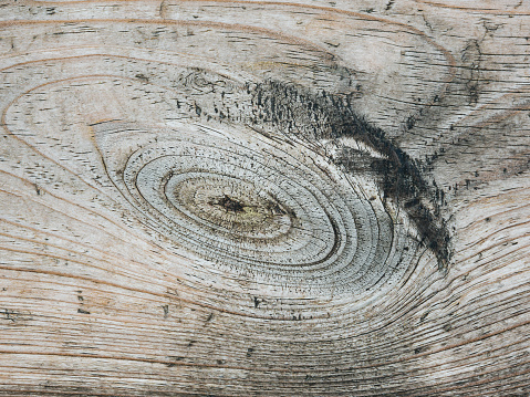 Knot on old unpainted cut wooden board