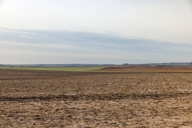 istock fields plowed and sown with winter wheat in winter without snow 2137340455