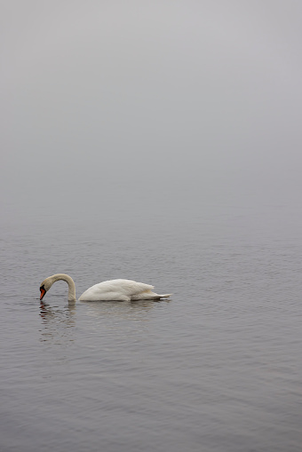 swans swim in the lake in foggy weather, swans look for food in the winter season on the lake in foggy weather