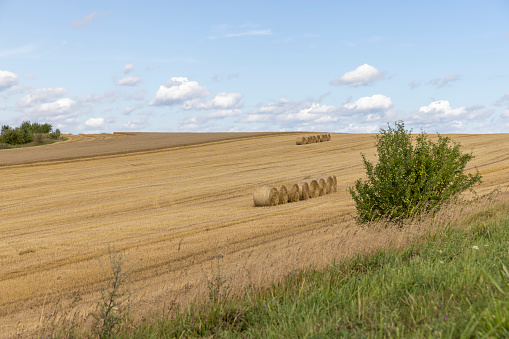 straw stacks in the field after the grain harvest, a field with stubble and straw stacks for the farm