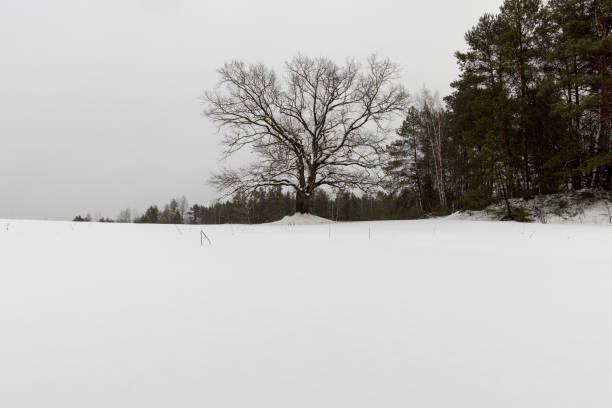 A tranquil winter scene features leafless oak trees (Quercus spp.) standing in a snow-speckled field under a muted, moody sky. The central, commanding tree draws the eye, surrounded by smaller silhouettes and distant hedgerows, conveying solitude, resilience, and the quiet beauty of the Danish countryside.