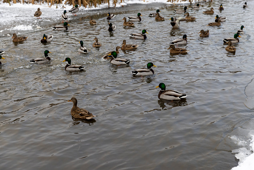 wild ducks during wintering in Europe, duck lake in the winter season in the city park