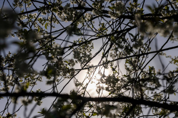 cherry blossoms in spring in sunny weather, cherry blossoms in the orchard