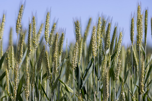 green wheat in the farmer's field, green wheat cereals in the field in summer before ripening