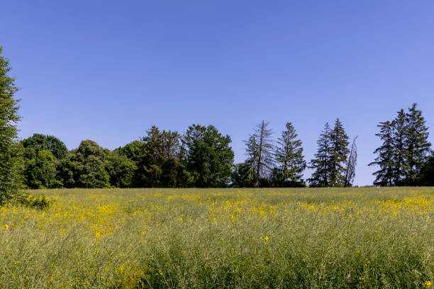 istock the field where rapeseed has faded 2137341639