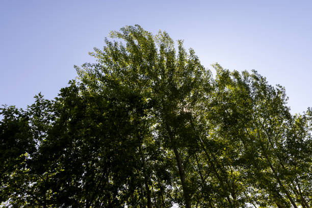 Low angle view of sunlight through the trees in springtime.