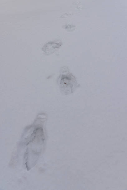 istock cloudy weather after a snowfall and human footprints in the snow 2137341655