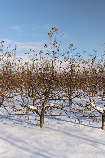 apple orchard in winter, old foliage on apple trees in the orchard during frosts in winter