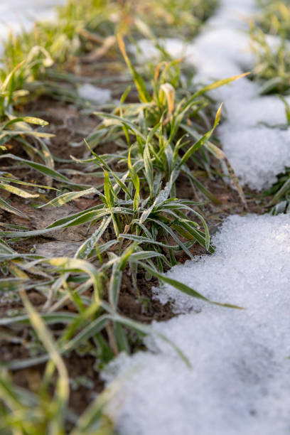 istock winter wheat during snowmelt during thaw 2137341669