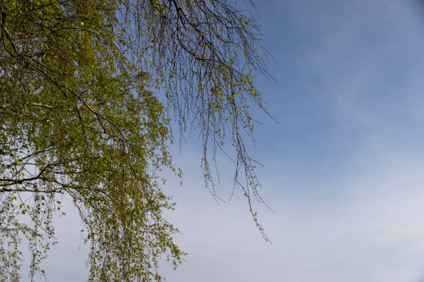 deciduous trees in the spring season during the day, beautiful trees in warm spring weather with the first foliage