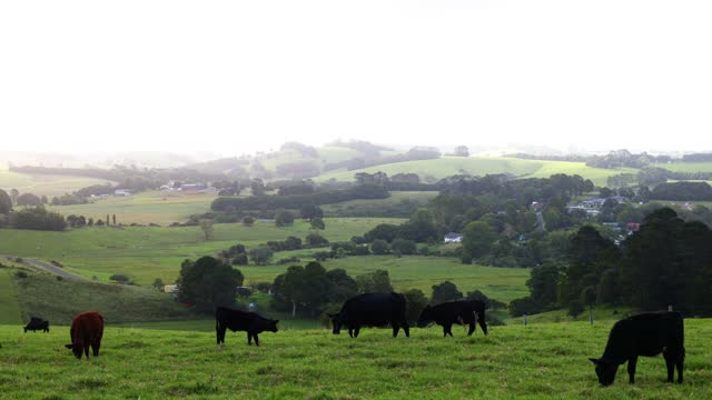 Cattle Grazing in Pastoral Landscape