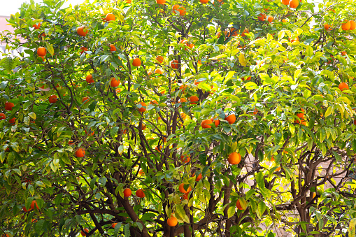 Lush orange tree full of ripe oranges basking in the sunlight