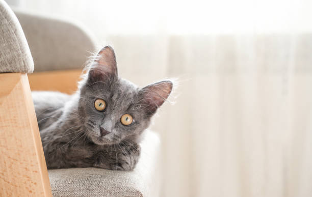 Free Stock Photo of A Cat Sitting on a Chair and Looking at the Camera ...
