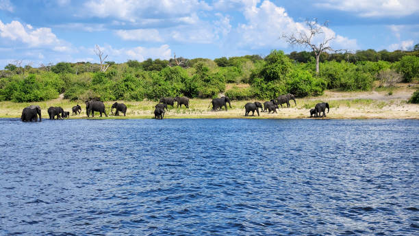 istock Wild elephant family in Chobe National Park 2137366796