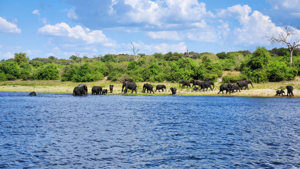 istock Wild elephant family in Chobe National Park 2137367882