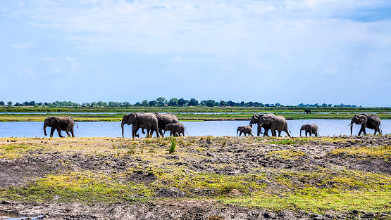 Wild elephant family in Chobe National Park