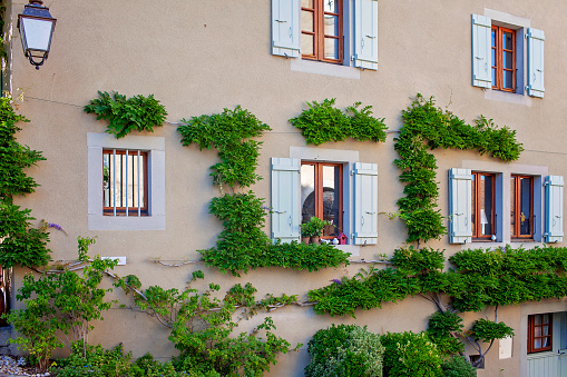 Creeper vines adorn the walls of a charming Yvoire home, adding greenery to the classic architecture with painted shutters and quaint windows.