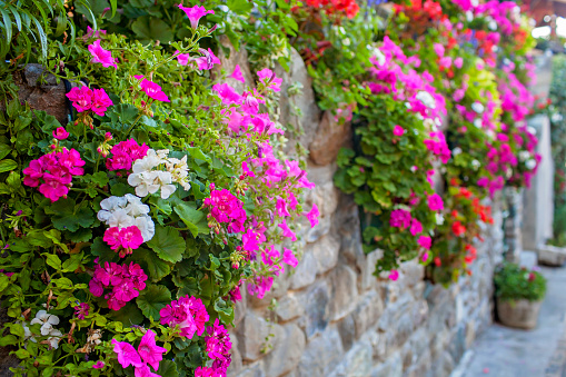 Walls of Yvoire are adorned with a tapestry of geraniums, their pink and red blossoms offering a stunning visual feast in the most floral village of France.
