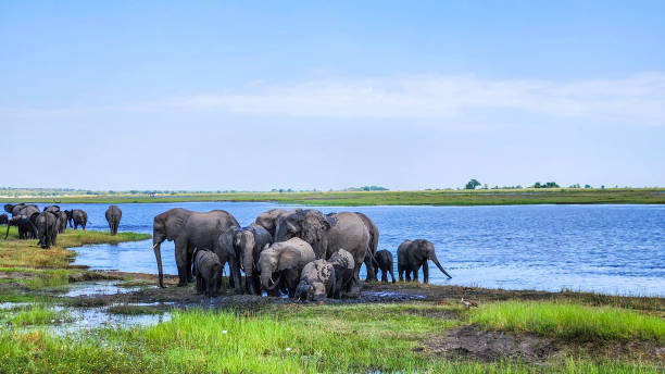 istock Wild elephant family in Chobe National Park 2137371149