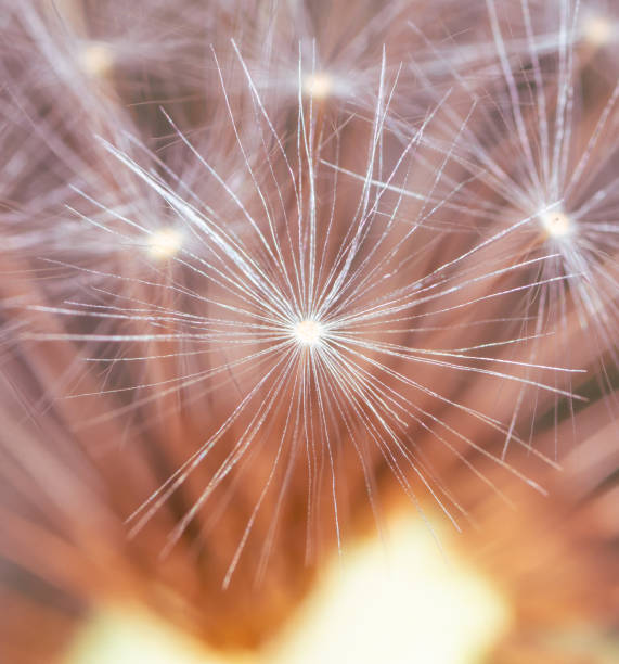 istock Fluff on dandelions as a background. Extreme macro 2137375599