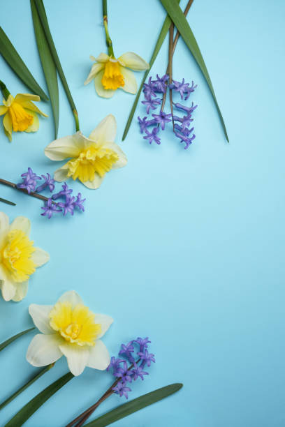 istock Stylish daffodils and hyacinths flat lay on a blue background. 2137377726