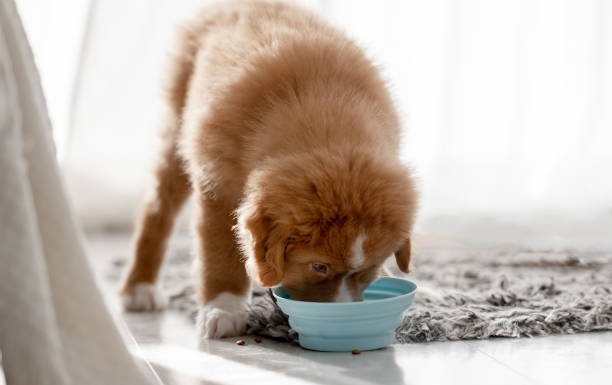istock Toller Puppy Drinking From Bowls At Home 2137379859