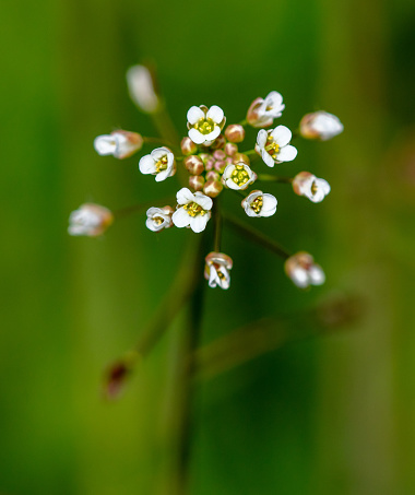 Small white flowers on herbaceous plants in spring. Close-up.