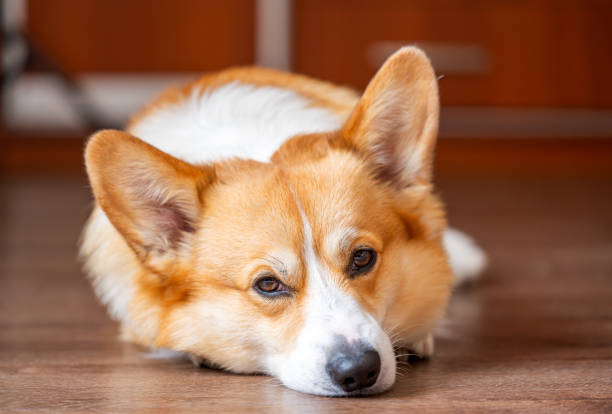 istock portrait of a Welsh Corgi Pembroke 2137384145
