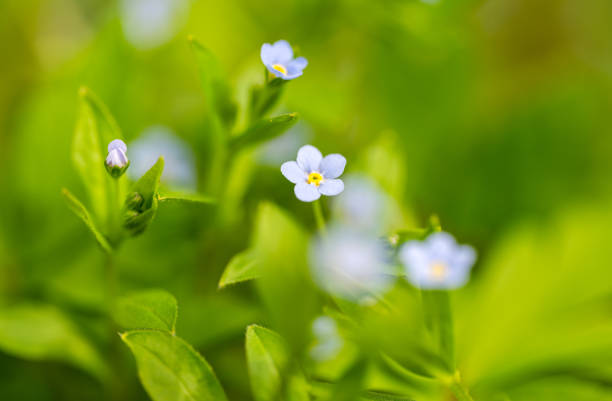 forget-me-not meadow close-up in spring