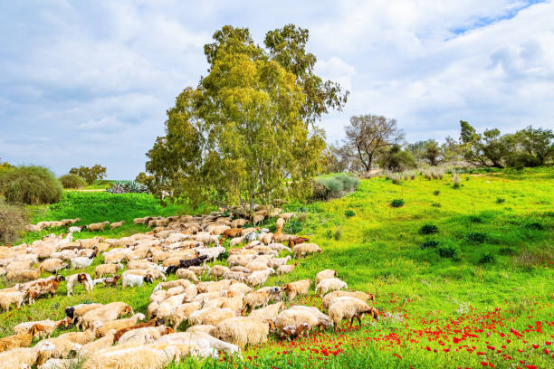 istock Large herd of sheep grazes 2137393795