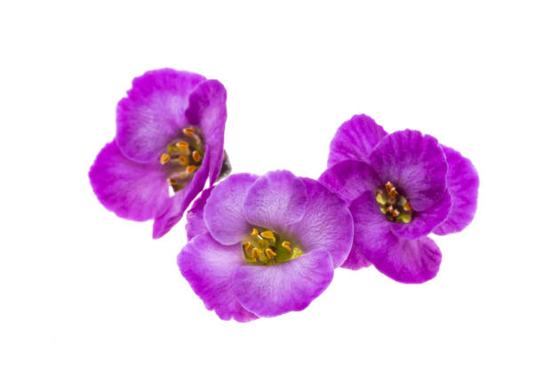 lobularia flowers isolated on white background