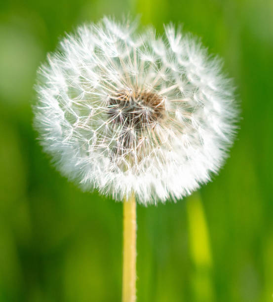 istock Fluffy dandelions in nature in spring 2137395926